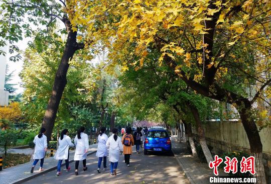 图为，枫叶飘飘的山东师范大学千佛山校区，一群学生正去在去上课的路上。　秋歌 摄