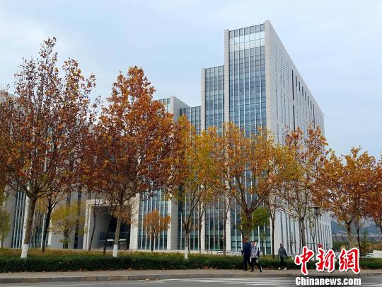 图为，金秋时节的山东师范大学长清湖校区，金黄的梧桐树叶装点着美丽的校园。　秋歌 摄